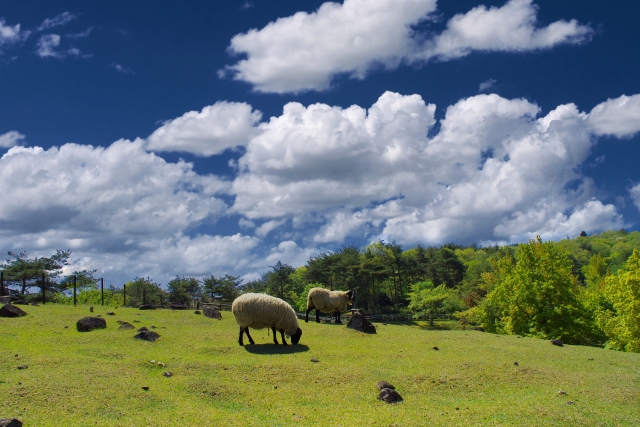 羊と草原