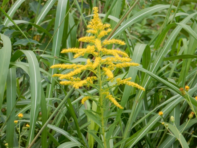 セイタカアワダチソウ雑草